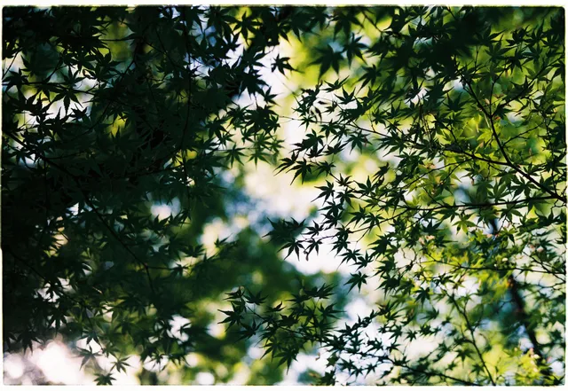 Maple: film photograph by Ben Enbom, Japan