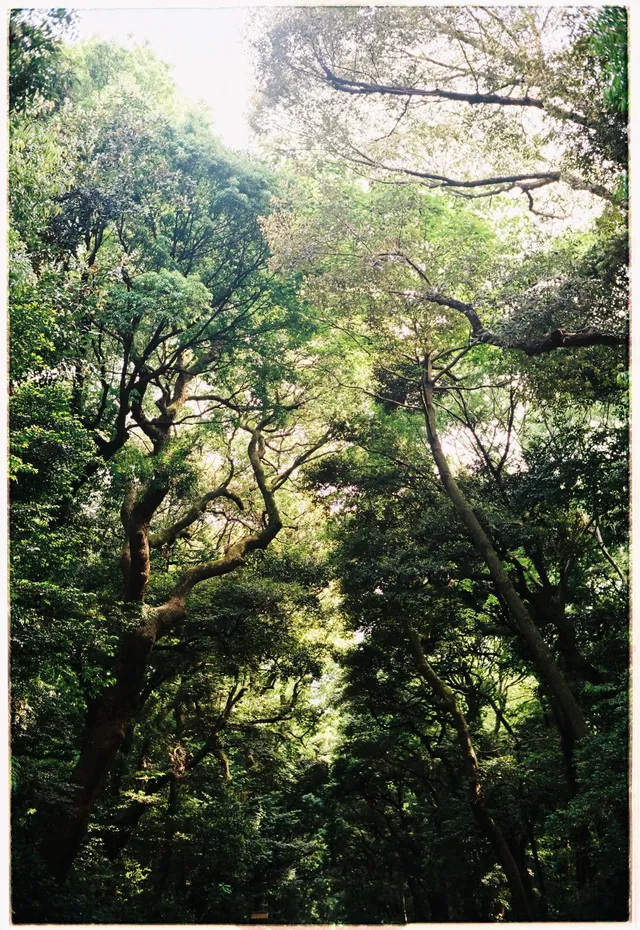 Canopy: film photograph by Ben Enbom, Japan