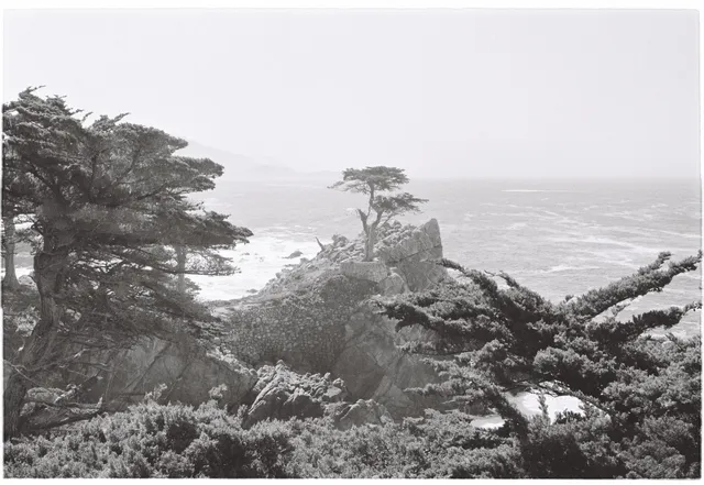 Lone cypress: film photograph by Ben Enbom, USA