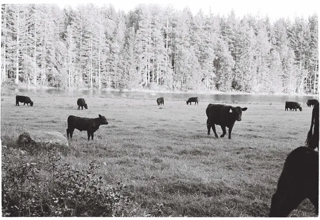 Cattle, Point Reyes: film photograph by Ben Enbom, USA