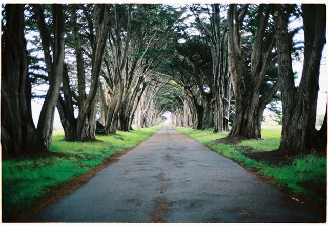 Cypress tunnel: film photograph by Ben Enbom, USA