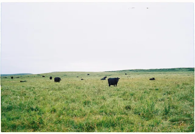 Open range: film photograph by Ben Enbom, USA