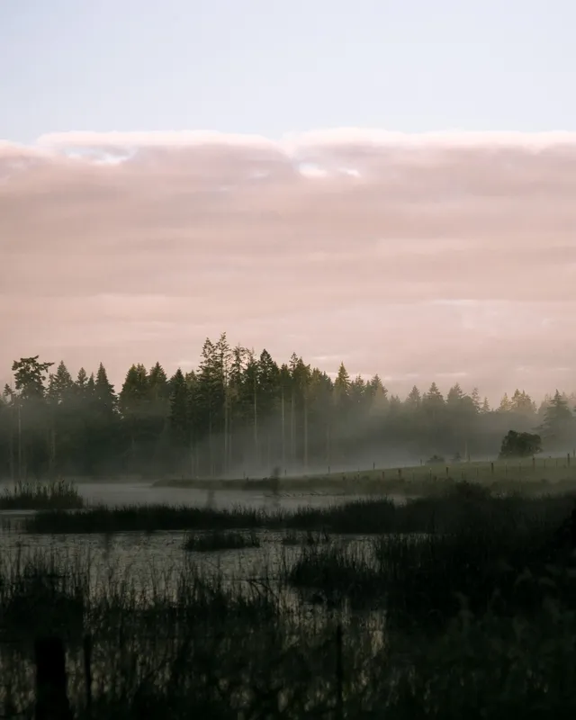 Marsh, early: film photograph by Ben Enbom, USA