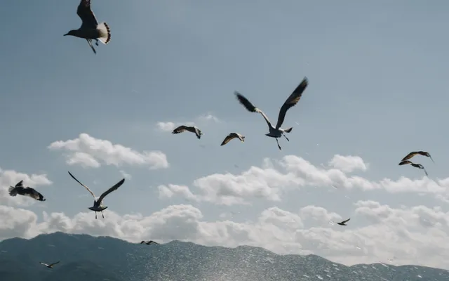 Gulls: digital photograph by Ben Enbom, Myanmar