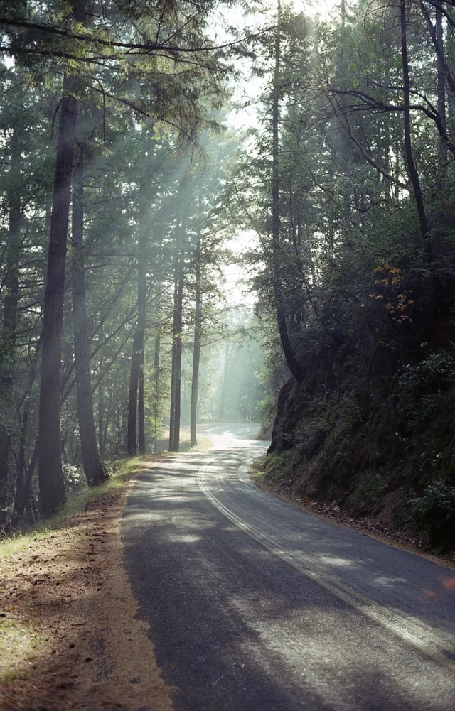 Redwood road: digital photograph by Ben Enbom, USA