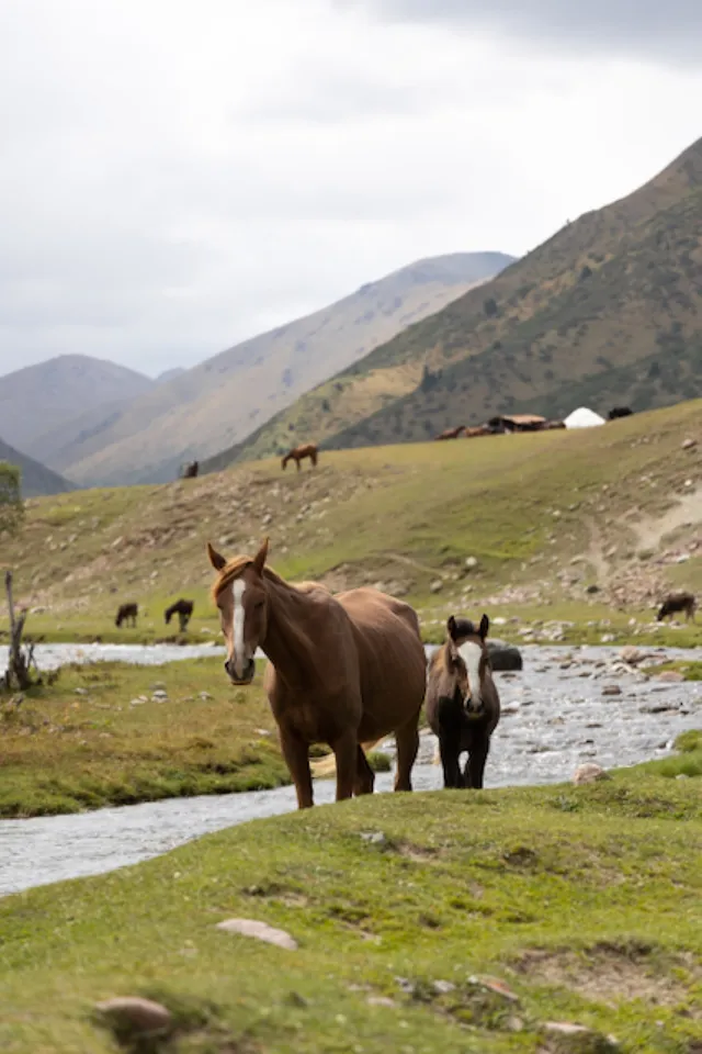 Mare and foal, valley: digital photograph by Ben Enbom, Kyrgyzstan