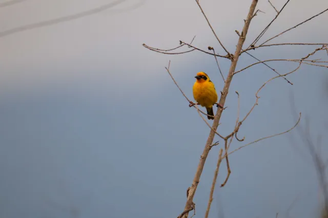Orange bird: digital photograph by Ben Enbom, Tanzania