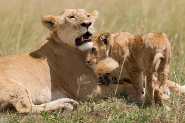 Lioness and cubs: digital photograph by Ben Enbom, Tanzania