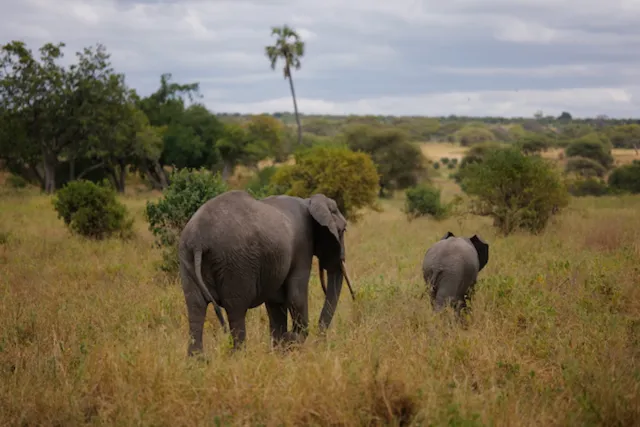 Elephants: digital photograph by Ben Enbom, Tanzania