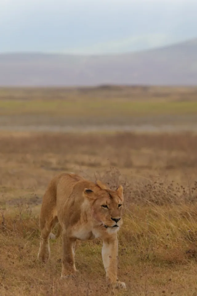 Lioness walking: digital photograph by Ben Enbom, Tanzania