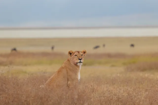 Lioness, Ngorongoro: digital photograph by Ben Enbom, Tanzania