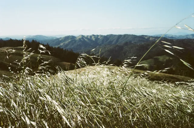 Wild oats: film photograph by Ben Enbom, USA